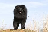 CHOW CHOW 286